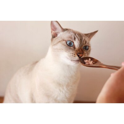 【定期便12回】ねこのかつおくん1年分(毎月30パックお届け)(b420-002)