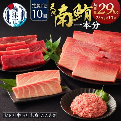 【定期便10回】南鮪 1本 総重量約29kg(各月約2.9kg)(m10-001)