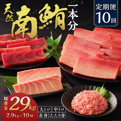 【定期便10回】南鮪 1本 総重量約29kg(各月約2.9kg)(m10-001)