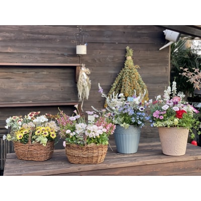 季節のおまかせ寄せ植え(a21-055)