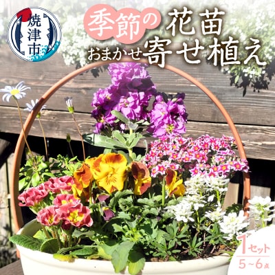 季節のおまかせ寄せ植えバスケット(a10-1174)