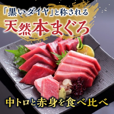 訳あり　天然本まぐろ中トロと赤身セット(a15-662)