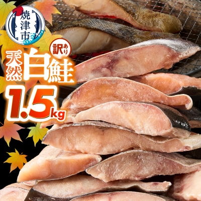 訳あり!天然 白鮭 甘口 切身 約1.5kg バラ凍結 大袋ジッパー(a10-1177)