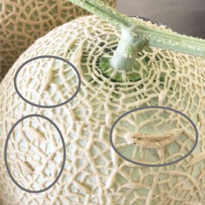 訳あり 静岡マスクメロン【1玉】(a12-068)