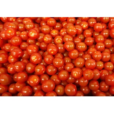 トマトおでん(260g)　3パック(a10-1230)