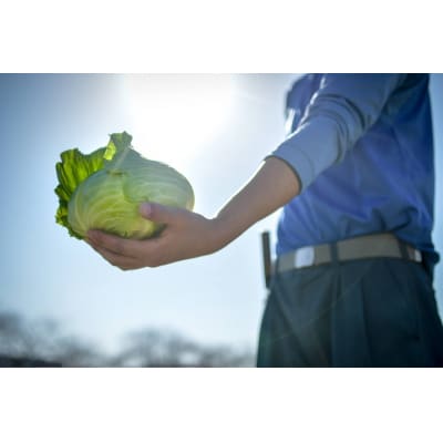 【定期便 全4回】ジモベジ 野菜 セット(a40-103)