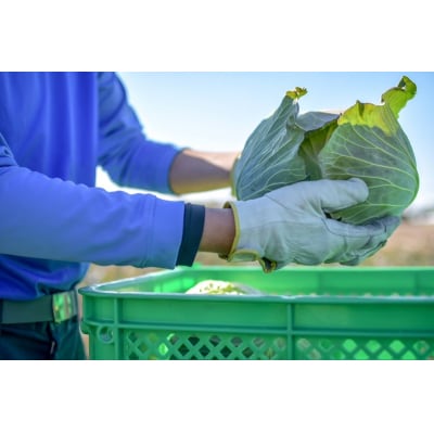 【定期便 全2回】ジモベジ 野菜 ハーフセット(a15-677)