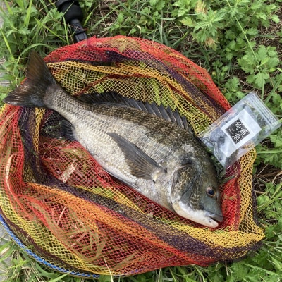 魚魚角(トトキューブ)岩海苔&ムール貝15個入り3袋 釣り ワーム(a11-178)