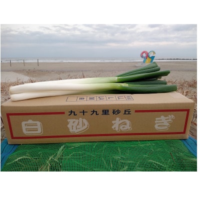 九十九里産　白砂ねぎ約5kg(Lサイズ)