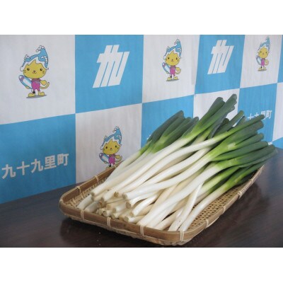 九十九里産 白砂ねぎ約5kg Lサイズ お礼品詳細 ふるさと納税なら さとふる