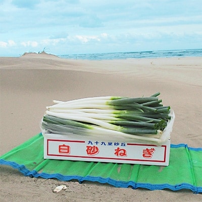 九十九里産　白砂ねぎ約5kg(L/2Lサイズ各約2.5kg)