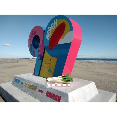 九十九里産　白砂ねぎ約5kg(L/2Lサイズ各約2.5kg)