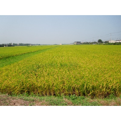 令和3年産九十九里のコシヒカリ20kg