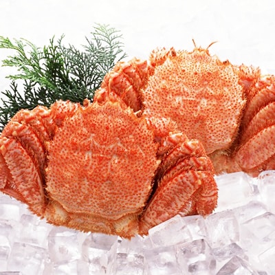 【のし付き】北海道オホーツク海産 浜ゆで毛がに　約500g×2尾