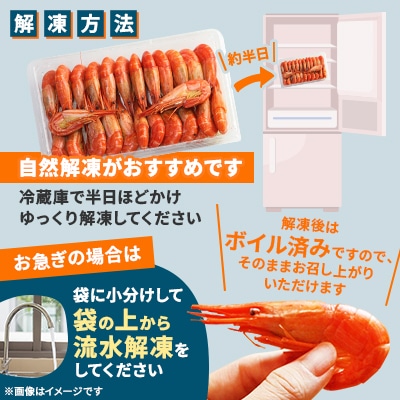 【さとふる限定】北海道 稚内産 ボイル 北海しまえび 600g (50～56尾)