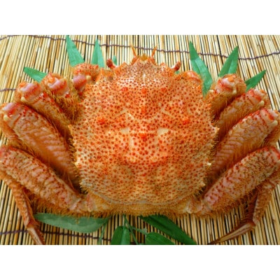 【2025製造】ボイル毛ガニ1尾550g～650g