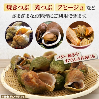 北海道稚内宗谷産 青つぶ 2kg <簡単手間いらず> ボイル・あぶら除去済み