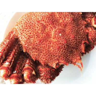【稚内産】 浜ゆで毛ガニ 400g～500g×2尾(堅蟹)