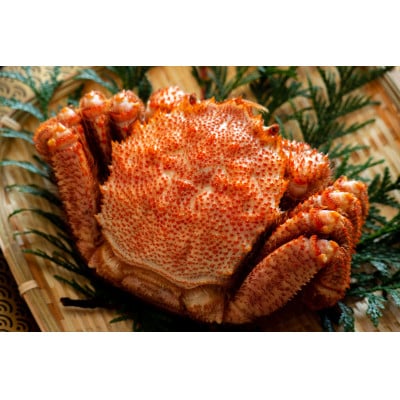 【稚内産・極】 浜茹で毛ガニ(堅蟹) 570g×1尾