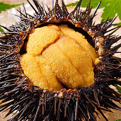 【期間限定】【今が旬!】稚内の厳選ムラサキウニ 生折り 獲れたて即日発送!