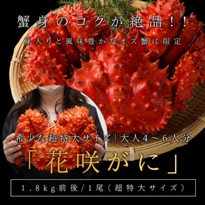 【稚内で浜ゆで】超大サイズ 花咲ガニ姿造り1.8キロ前後×1尾　数量限定50尾限り