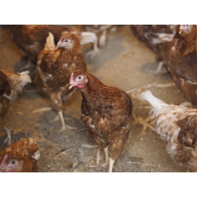 薪窯キッシュと平飼いエッグタルトの6個セット