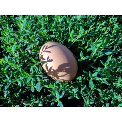 薪窯キッシュと平飼いエッグタルトの6個セット