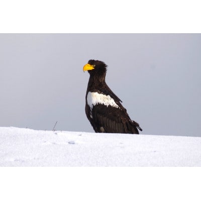 ワシ、シカ、アザラシ!最北のアニマルウォッチングツアー1名様ご招待