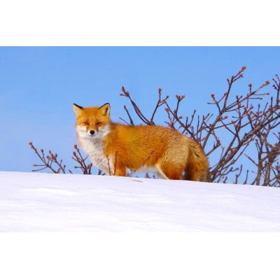 ワシ、シカ、アザラシ!最北のアニマルウォッチングツアー1名様ご招待