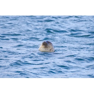 ワシ、シカ、アザラシ!最北のアニマルウォッチングツアー1名様ご招待