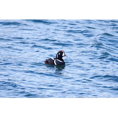 ワシ、シカ、アザラシ!最北のアニマルウォッチングツアー1名様ご招待