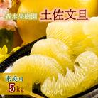 土佐文旦家庭用5kg(森本果樹園)