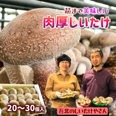 【2023年11月から発送】芯まで美味しい肉厚しいたけ