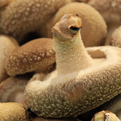 【2025年11月頃から発送】芯まで美味しい肉厚しいたけ