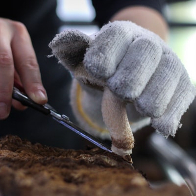 【2025年11月頃から発送】芯まで美味しい肉厚しいたけ