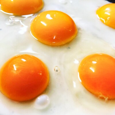 土佐ジロー濃厚たまご(1箱25個入)