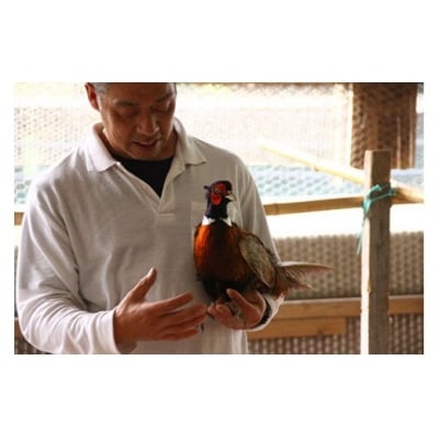 ヘルシーで旨みたっぷり!本川手箱きじコロッケ(10個)