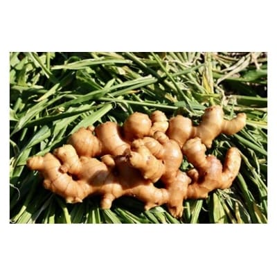 刈谷農園の生姜1kg