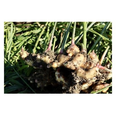 刈谷農園の生姜1kg