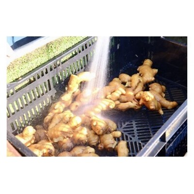 刈谷農園の生姜1kg