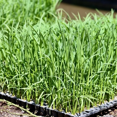 上東産　仁淀米【2025年10月末頃から発送】