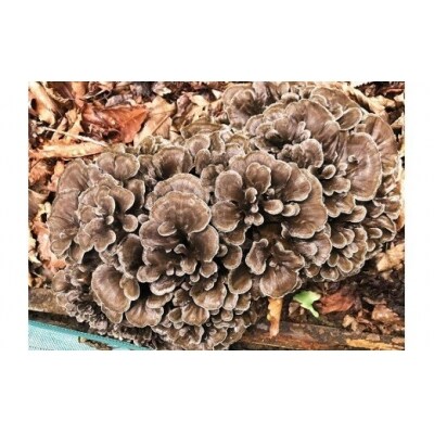 氷室原木まいたけ【2026年事前受付】1kg