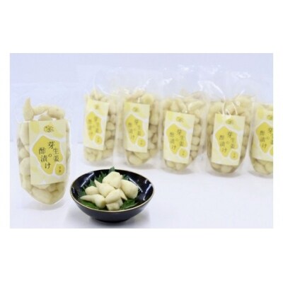 芽生姜の甘酢漬け　10パック