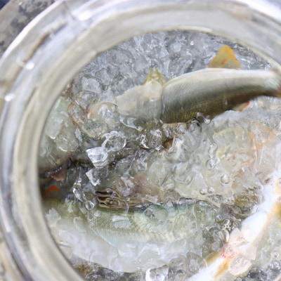 【6月から9月の発送】仁淀川の天然鮎(4匹～8匹)★冷蔵