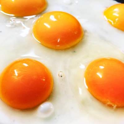 【定期便】土佐ジローたまご(1箱25個入)×12回　約4週間毎に1回