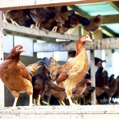 【定期便】土佐ジローたまご(1箱36個入)×3回　約4週間毎に1回