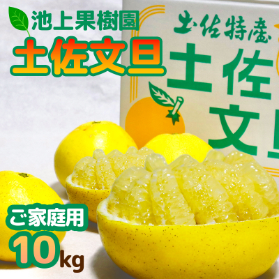 土佐文旦　家庭用10kg(池上果樹園)