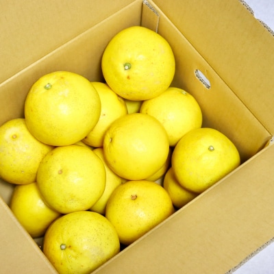 土佐文旦　家庭用10kg(池上果樹園)