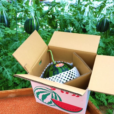 ★5月初旬まで!★すいか(味きらら)1玉　2Lサイズ