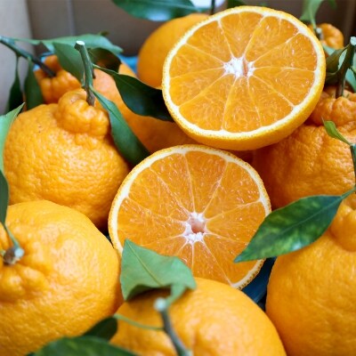 柑橘・みかん　しらぬい(不知火)3kg　　15玉サイズ